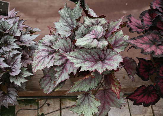 B. ‘Red Queen’
